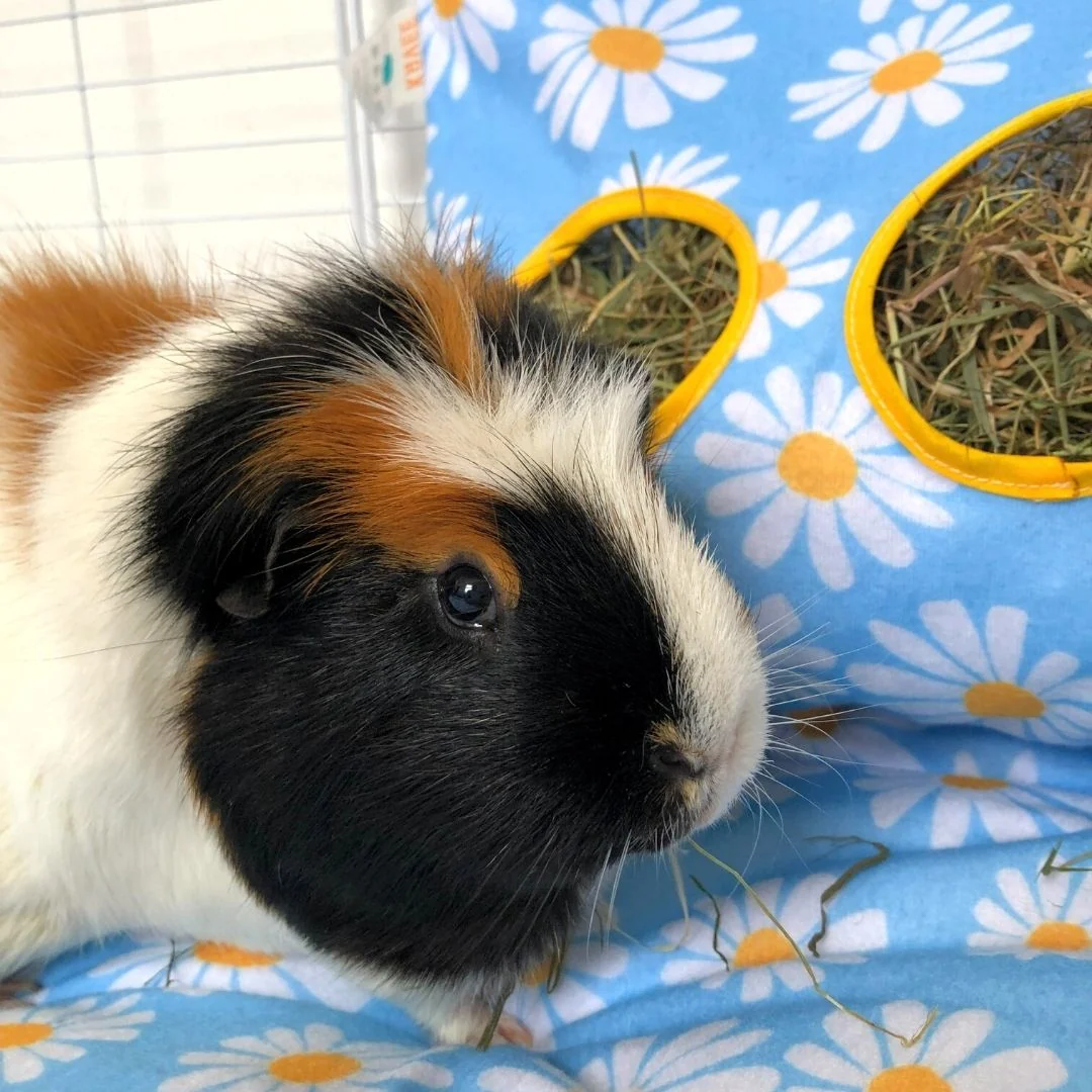 Guinea Pig Hay Bag | Daisy Collection - Image 5