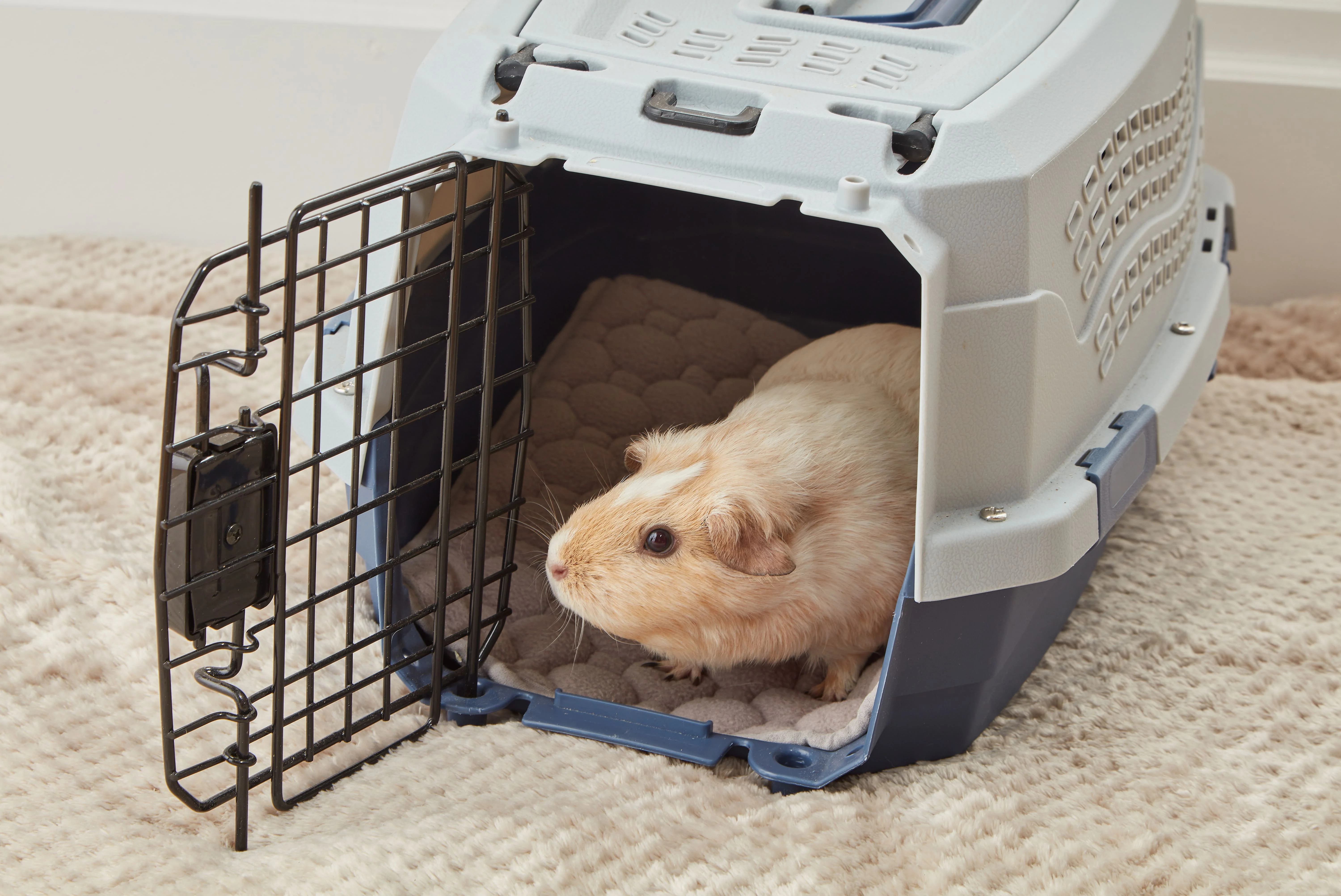 Potty-Proof Pads | Lap Liners for Guinea Pigs and Rabbits (Set of 3) - Image 9